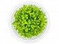 Preview: Australisches Zungenblatt - Glossostigma elatinoides in vitro